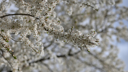 spring,  flowers, spring, tree