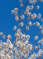 Blühende Felsenbirne, Amelanchier, im Frühling