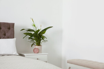 Peace lily on table in modern bedroom