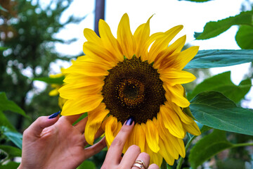 Fototapeta premium sunflower in the hands of a girl