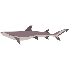 Vector whitetip shark big ocean fish illustration