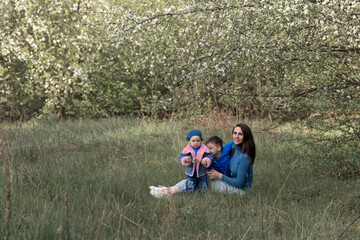 Naklejka na ściany i meble a mother with her children sits on the grass in a blooming apple orchard