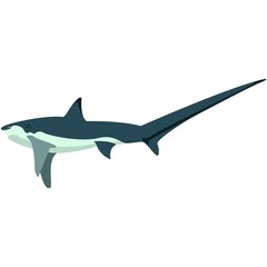 Vector shark with long sharp tail illustration