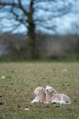 Two lambs lying together in a field