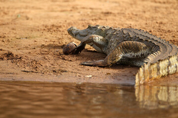 crocodile du nil - Nile crocodile