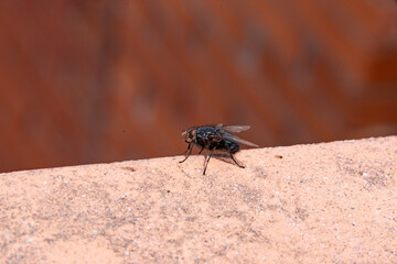 Common house fly in habitable environments Located in an open space open 