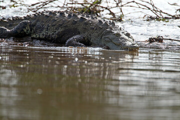 crocodile du nil - Nile crocodile