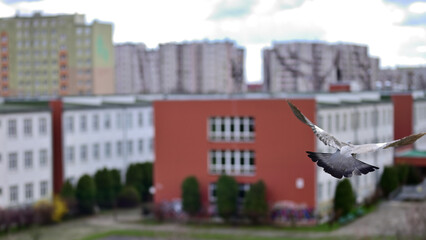 Pigeon, bird, city bird, common pigeon