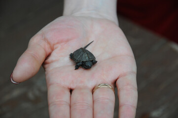 Turtle in the palm of your hand