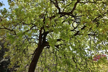 Napoli -  Quercia nei Giardini Principessa Jolanda