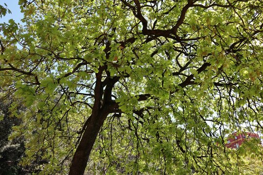Napoli -  Quercia nei Giardini Principessa Jolanda