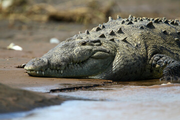 crocodile du nil - Nile crocodile