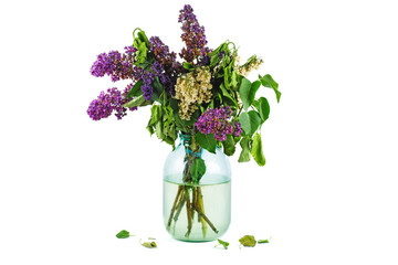 Withered bunch of lilac isolated on white background