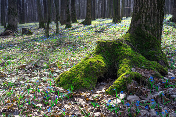 Aged stump covered with moss in the spring forest.