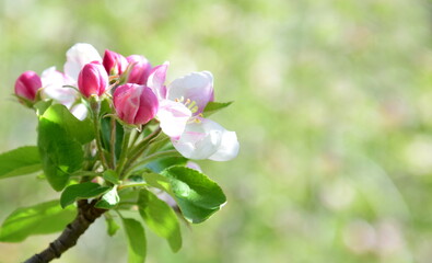 Obraz na płótnie Canvas Weiße und pinke Apfelblüten im Sonnenlicht - Frühling in Südtirol - Lana bei Meran