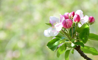 Blüten des Apfelbaum im Sonnenschein im Frühling in Lana bei Meran - Südtirol - Italien - Europa