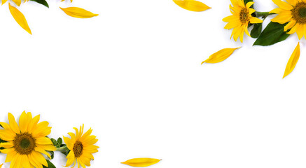 Frame of flowers sunflower ( Helianthus annuus ) with leaves, petals on white background with space...