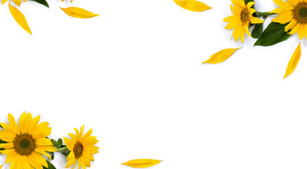Frame of flowers sunflower ( Helianthus annuus ) with leaves, petals on white background with space for text. Top view, flat lay