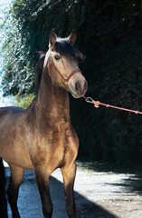 portrait of buckskin  young Andalusian stallion posing near stable. Andalusia, Spain.  sunny day