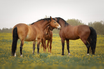 Three horses playing in the meadow