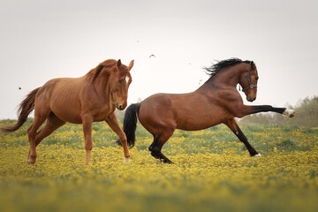 Three horses playing in the meadow