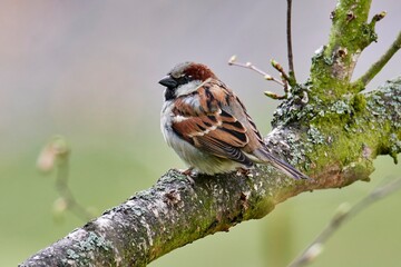 Male house sparrow, Passer domesticus, perched on a tree branch. Bird sitting on a conifer in...