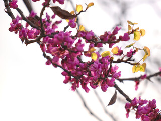 Cercis Siliquastrum tree in bloom during spring season. A little path surrounded by cercis siliquastrum trees in bloom. Pink flowers in spring