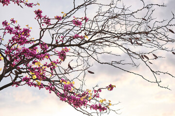 Cercis Siliquastrum tree in bloom during spring season. A little path surrounded by cercis siliquastrum trees in bloom. Pink flowers in spring