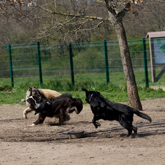 3 Fighting dogs in a dog park. There is a Labrador Retriever, a Sheepdog and a Belgian Malinois.