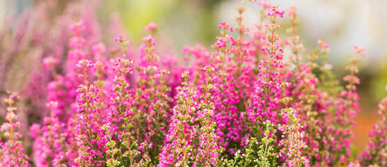 Obraz premium Tender landscape flowering Erica tetralix small pink lilac plants, shallow depth of field, selective focus photography