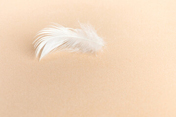 Delicate fluffy bird feather on a velvet background. The concept of lightness, airiness and softness. Copy space