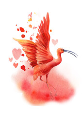 Tropical bird close up on isolated white background. Watercolor scarlet ibis