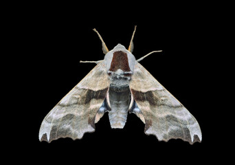 Butterfly hawkmoth (Smerinthus ocellatus)