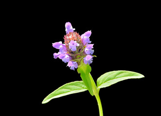 Blooming herb heal-all (Prunella vulgaris)