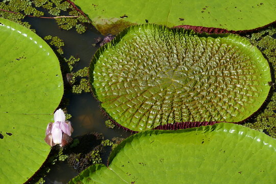Vitoria Regia Flower leafs near Careiro da V&aacute;rzea, Amazon state, Brazil