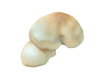 Edible mushrooms (Hypsizygus tessulatus)