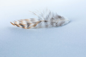 Bird feather on a light blue velvet background. The concept of lightness, airiness and softness