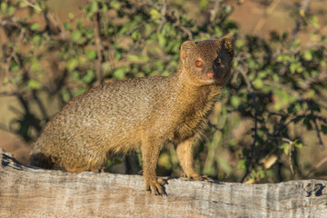 A Slender Mongoose standing on a fallen tree and looking into the camera, Kruger National Park. 