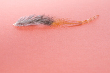 Bbird feather on a pink velvet background. The concept of lightness, airiness and softness. Copy space