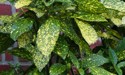 Selective focus shot of fresh foliage of Japanese laurel