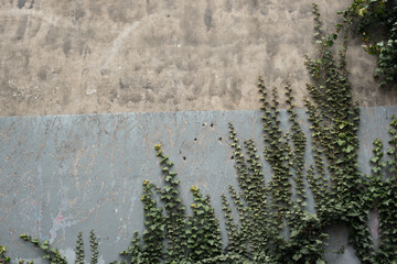 ivy pattern on the grey wall