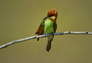 Chestnut-headed Bee-eaterHead to back, orange, black eye band, neck and chest, bright yellow chest with small black and orange stripes, green body.Sticking to the branches.