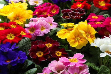 Beautiful primula (primrose) plants with colorful flowers as background, closeup. Spring blossom