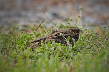 Indian Nightjar Much smaller The white stripes on the wings and tail are slightly smaller. The white spots on the neck are quite round.