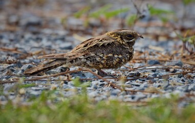Indian Nightjar Much smaller The white stripes on the wings and tail are slightly smaller. The...