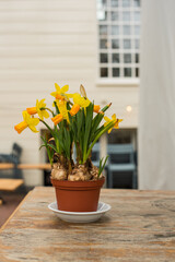 daffodils in the pot