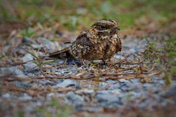 Indian Nightjar Much smaller The white stripes on the wings and tail are slightly smaller. The...