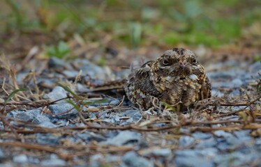 Indian Nightjar Much smaller The white stripes on the wings and tail are slightly smaller. The...