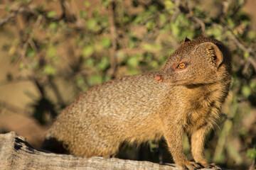 A Slender Mongoose standing on a fallen tree and looking to the side, Kruger National Park. 