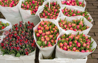 bouquets of tulips in the flower market 